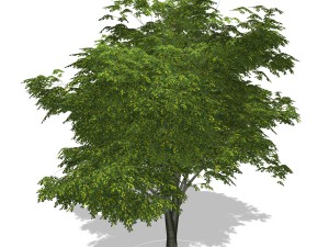 - tree - 00003 3D-Modell