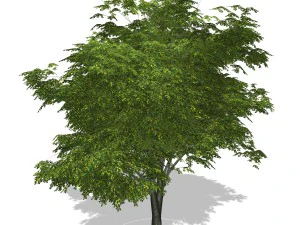 - tree - 00003 3D Model