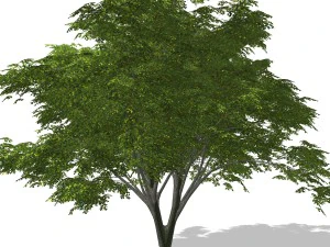 - tree - 00003 3D Model