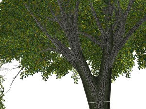 - tree - 00003 3D Model