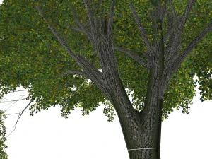 - tree - 00003 3D Model