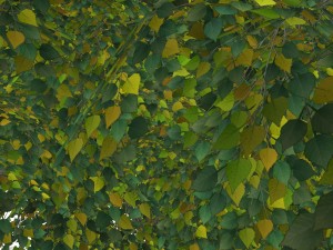 - tree - 00003 3D Model