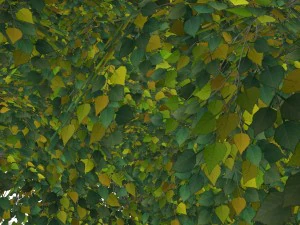 - tree - 00003 3D Model