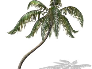 - palm -00007 3D-Modell