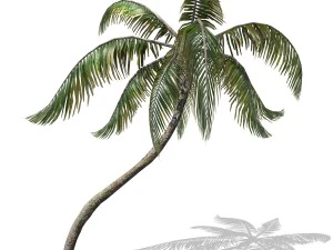 - пальма -00007 3D Модель