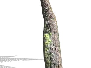 - palm -00007 3D मॉडल