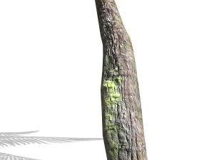 - пальма -00007 3D Модель