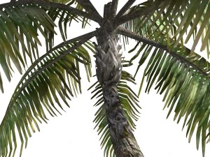 - пальма -00007 3D Модель