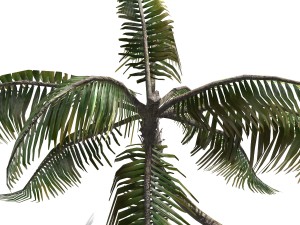 - palm -00007 3D मॉडल