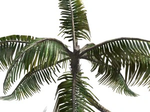 - пальма -00007 3D Модель