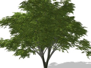 tree - 0003 3Dモデル