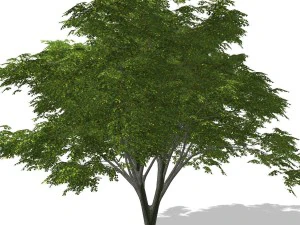 tree - 0003 3D Model