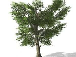 tree - 0006 3D Model