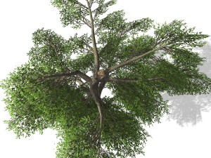 tree - 0006 3D Model