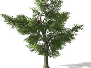 tree - 0006 3D Model