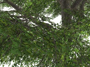 tree - 0006 3D Model