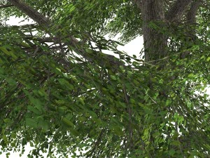 tree - 0006 3D Model