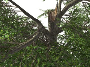 tree - 0006 3D Model