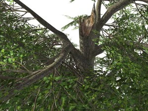 tree - 0006 3D Model
