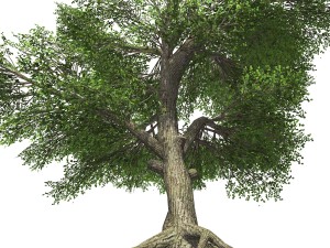 tree - 0006 3D Model