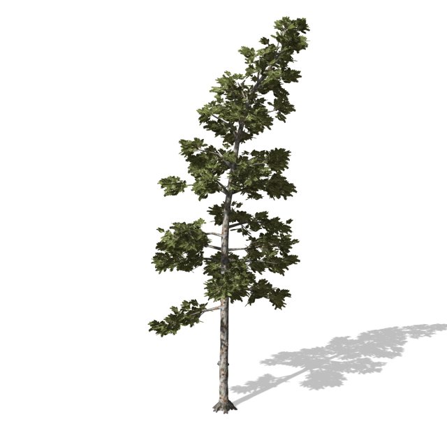 tree - 0008 - conifer 3D Model .c4d .max .obj .3ds .fbx .stl .blend 