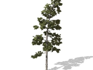 tree - 0008 - conifer 3D 모델