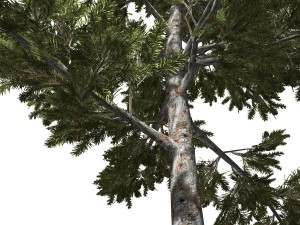 tree - 0008 - conifer 3D Model