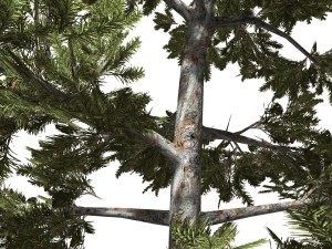 tree - 0008 - conifer 3D Model