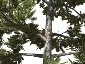 tree - 0008 - conifer 3D Model