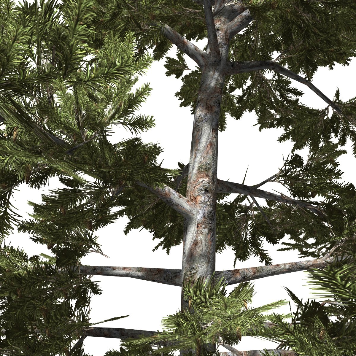 8 trees. Дерево модель 3ds max. 8 trees. Деревья для 3d max. Дерево low poly.