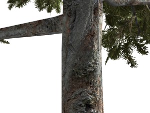 tree - 0008 - conifer 3D Model