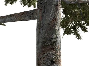 tree - 0008 - conifer 3D Model
