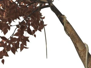 albero - 0009 Modello 3D