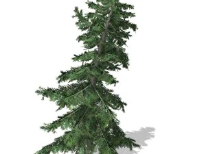 tree - 0011 3D Model