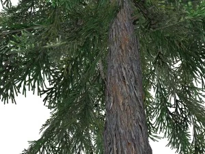 tree - 0011 3D Model