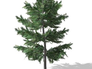 tree - 0012 Modèle 3D