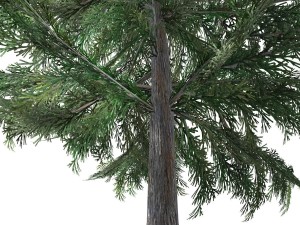 tree - 0012 Modèle 3D