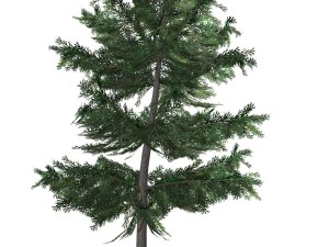 tree - 0012 Modèle 3D