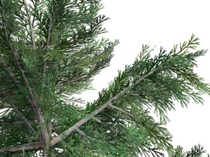 tree - 0012 Modèle 3D
