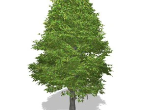 tree - 0015 3D Model