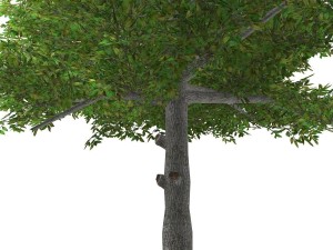 tree - 0015 3D Model