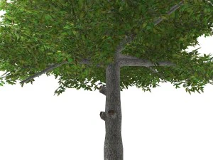 albero - 0015 Modello 3D