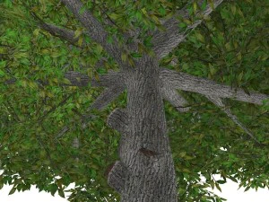 albero - 0015 Modello 3D
