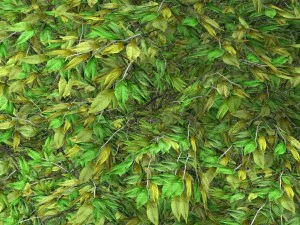 albero - 0015 Modello 3D