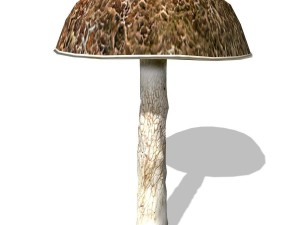 mushroom-00017 3Dモデル