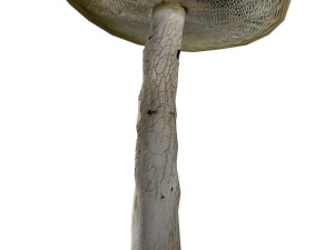 mushroom-00017 3D 모델