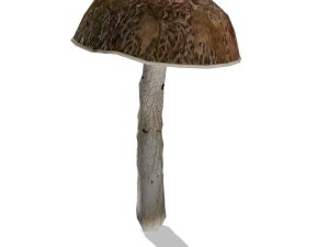 mushroom-00017 3D 모델