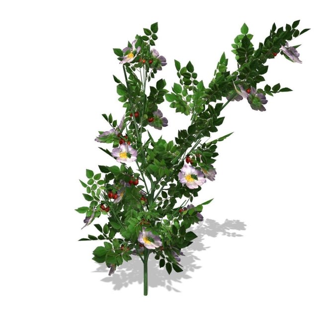 dogrose - 00018 3D Model .c4d .max .obj .3ds .fbx .stl .blend 
