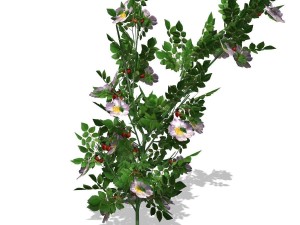 dogrose - 00018 3Dモデル
