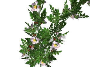 dogrose - 00018 3D Model
